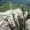 Bahia : Chapada Diamantina