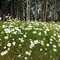 Alaskan Daisies (behind base commissary, Elmendorf AFB, AK)