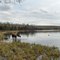 Moose and the Water Fowls