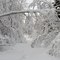 Snowed Trail