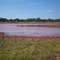 Reddirt pond- drying up in intense heat
