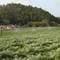 Plantação de Alcachofra - Artichoke Field