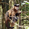 Mata dos macacos