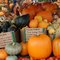 Pumpkins Galore