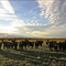 Oklahoma cattle