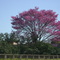 Ipê Toledo-Pr