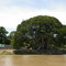 Arvore Gigante ( World Largest Tree )