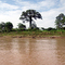 Sumauma Tree