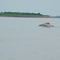 Delfini Rosa - Rio delle Amazzoni