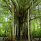 Atached to the ground of Amazon
