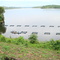Lago da UHT - Projeto Criação de Peixes em Tanques-Rede - Ilha do Gaia