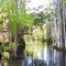 Açaizal Amazonico