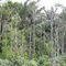 AMAZONIA
