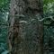 Floresta Amazônica
