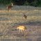 whitetail deer