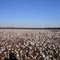 In the land of Cotton