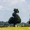 Chicken Tree