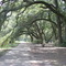 Walkway to the Charleston Tea Plantation