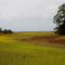 Marsh Grass