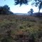 Roseville Plantation
