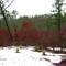 Sandy Area