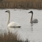 Tundra Swan