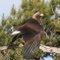 Golden Eagle