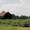 Cotton Field