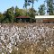 Cotton