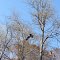 Osprey Carrying Fish