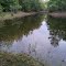 Old reaves pond