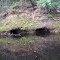 Limestone cavern, Bear Bluff, Waccamaw River