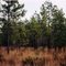 Lynchburg Savannah Heritage Preserve