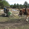 Making cane syrup at Freewoods Farm