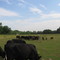 Feeding Cows