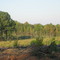 After the  timber is gone