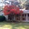 Japanese Maple