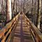 Swamp Walk