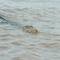 Edisto Alligator