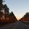 Fading Light. Manchester State Forest