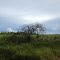 Lone Tree