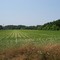 Soy-field of Coward