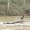 Cormorant
