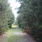 The Palmetto Trail near Pomaria