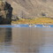 Mule Deer Crossing the John Day River