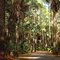 Road to Hunting Island Lighthouse