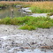 Marsh at Hunting Island State Park (Beaufort, SC)