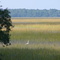 Salt Marsh near Beaufort, SC