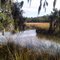 Salt marsh, Daniel Island