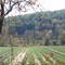 Row Cropping in the Bottomland